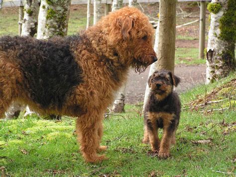 Oorang airedale terriers. Things To Know About Oorang airedale terriers. 
